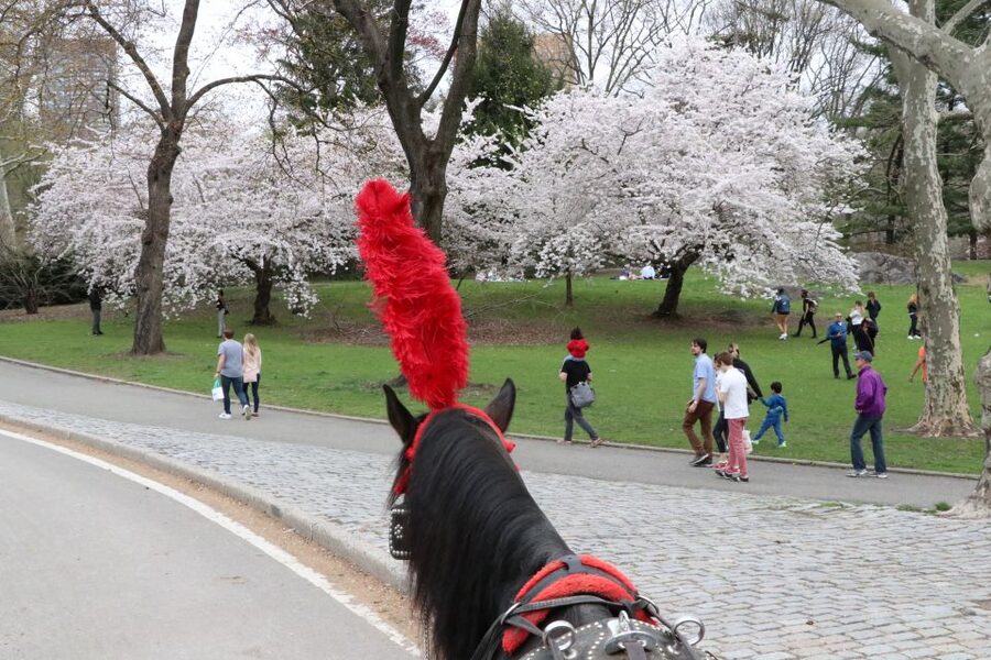 NYC: Guided Standard Central Park Carriage Ride (4 Adults) - Statues, water, and famous Central Park sights