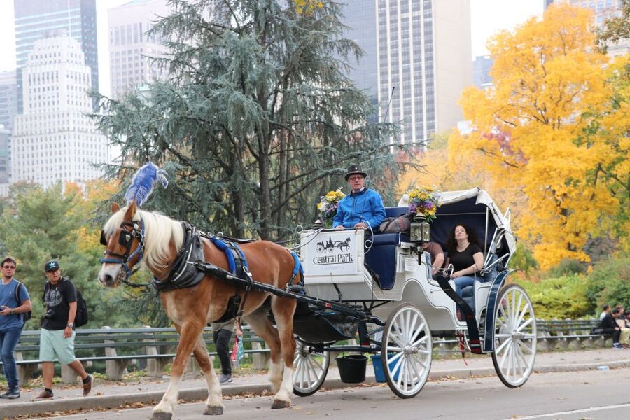 NYC: Guided Standard Central Park Carriage Ride (4 Adults) - City views from the park