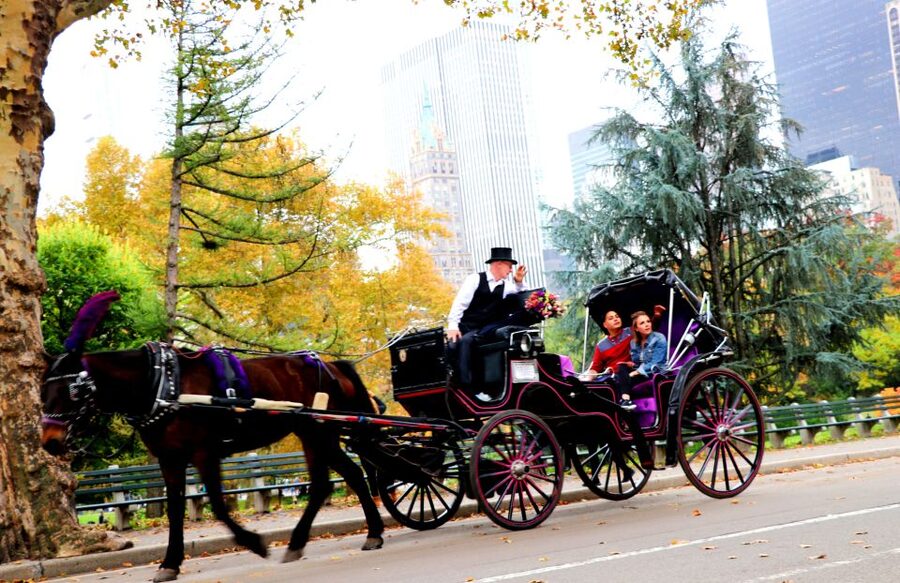 NYC: Guided Standard Central Park Carriage Ride (4 Adults) - Winter rides, rain, and summer comfort