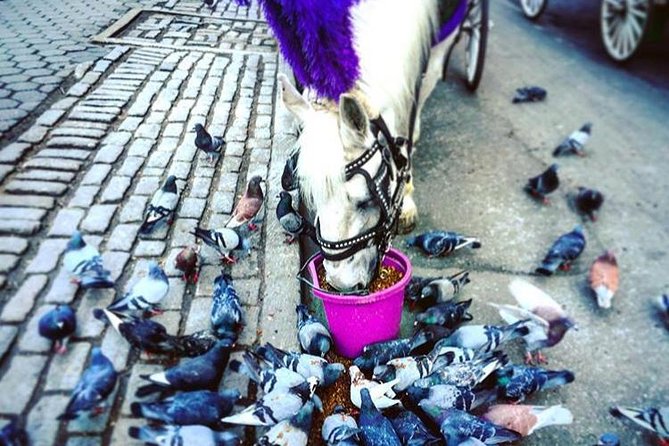 NYC Horse Carriage Ride in Central Park (50 Min. Up to 4 Adults) - Winter comfort, weather, and horse care