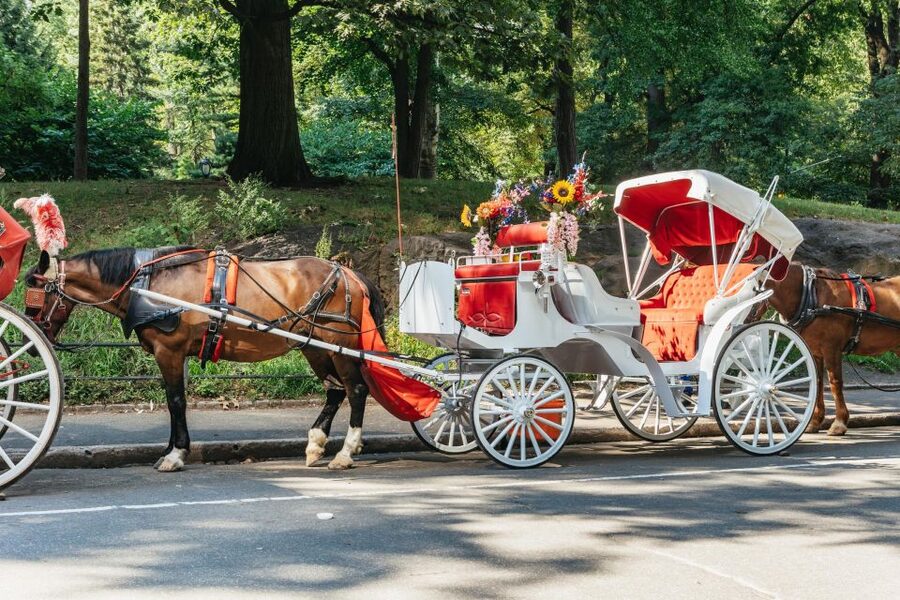 NYC MAGICAL NIGHT TIME RIDE Central Park/Rockefeller Center - Practical details that can save you trouble