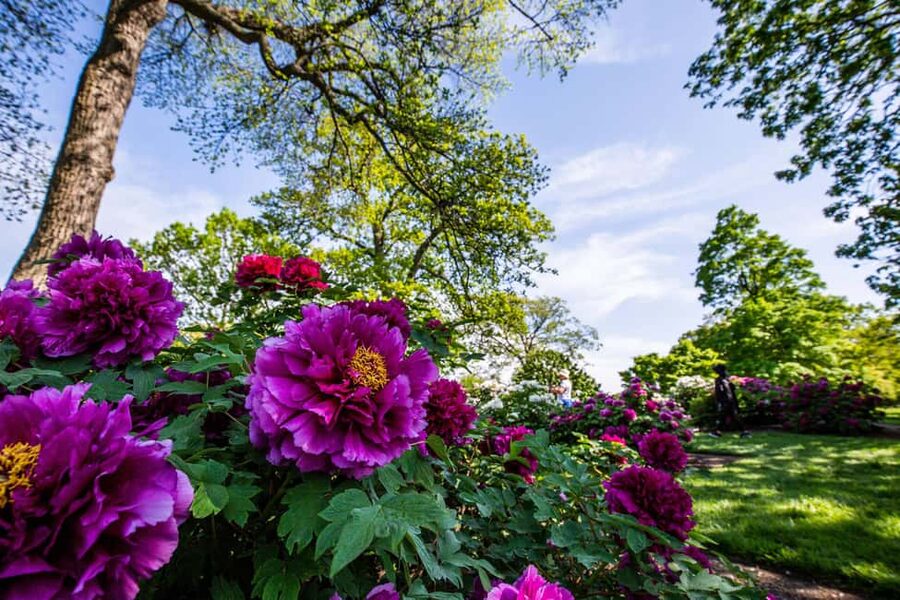 NYC: New York Botanical Garden Pass - Tram timing, walking, and accessibility