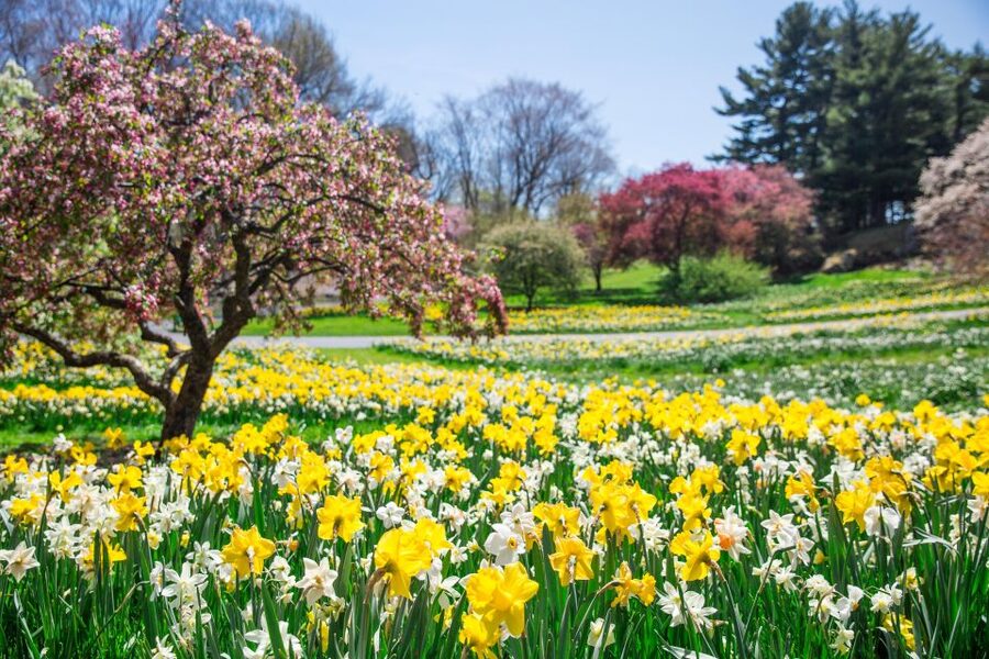 NYC: New York Botanical Garden Pass - Van Gogh’s Flowers in 2025