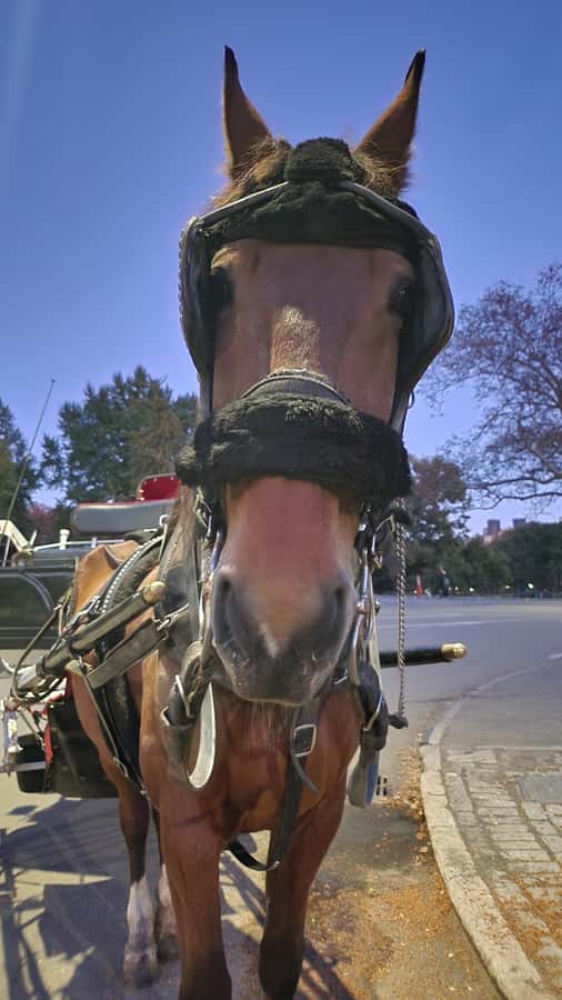 Official Exclusive VIP Horse Carriage Ride in Central Park - Cherry Hill, the Friends Fountain