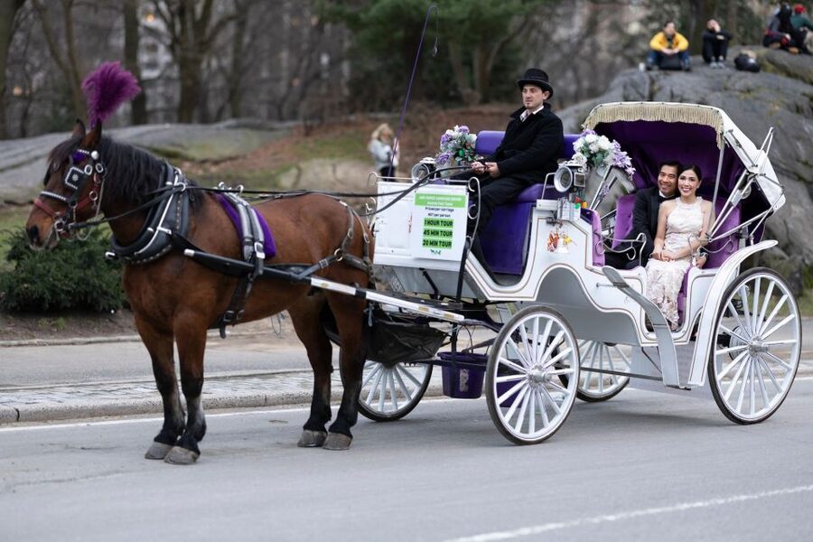 Royal Carriage Ride in Central Park NYC - Horse care and the feel of the ride