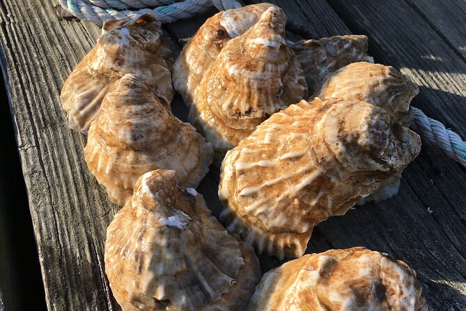 Southold Bay Oyster Farm Tour - Key points to know before booking